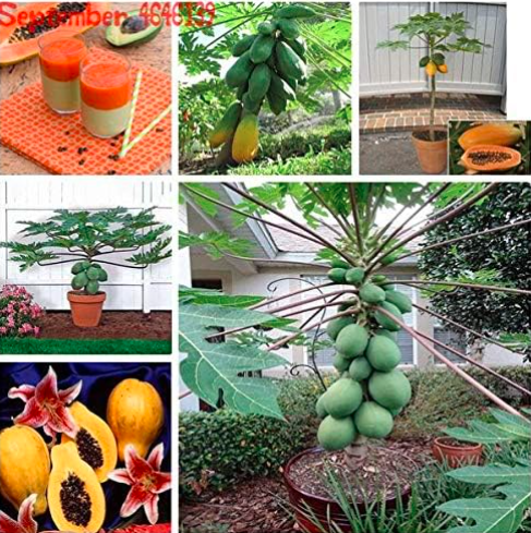 Sweet Maradol Papaya Seeds Outdoor Edible Tropical Juicy Jardin Fruit