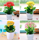 Kalanchoe Seed Longevity Flower Potted Plants Planting Seasons Flowering (Color: Mix)