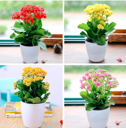 Kalanchoe Seed Longevity Flower Potted Plants Planting Seasons Flowering (Color: Mix)