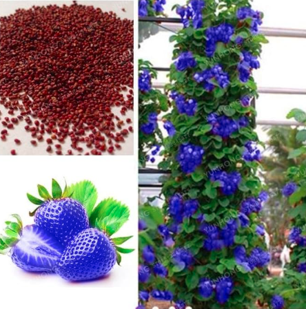 Blue Climbing Strawberry Seed Tree Very Fruit
