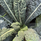 Lacinato Kale Seeds | Heirloom Dinosaur Kale for Culinary & Ornamental Use