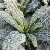 Lacinato Kale Seeds | Heirloom Dinosaur Kale for Culinary & Ornamental Use