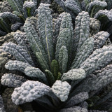 Lacinato Kale Seeds | Heirloom Dinosaur Kale for Culinary & Ornamental Use