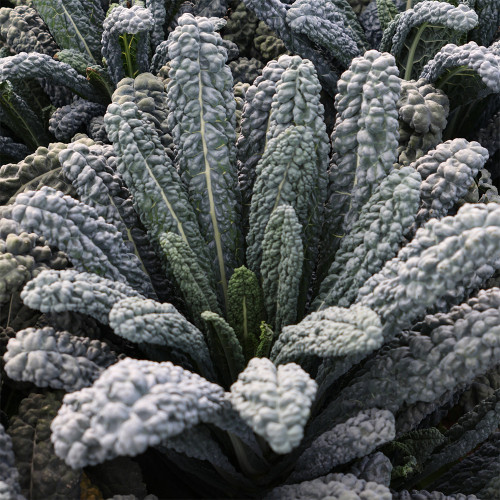 Lacinato Kale Seeds | Heirloom Dinosaur Kale for Culinary & Ornamental Use