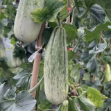 Yangjiao Melon Seeds - Flying 61 Horn Honeydew Variety, High Brix Sweetness for Greenhouse & Garden