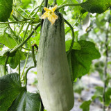 Yangjiao Melon Seeds - Flying 61 Horn Honeydew Variety, High Brix Sweetness for Greenhouse & Garden