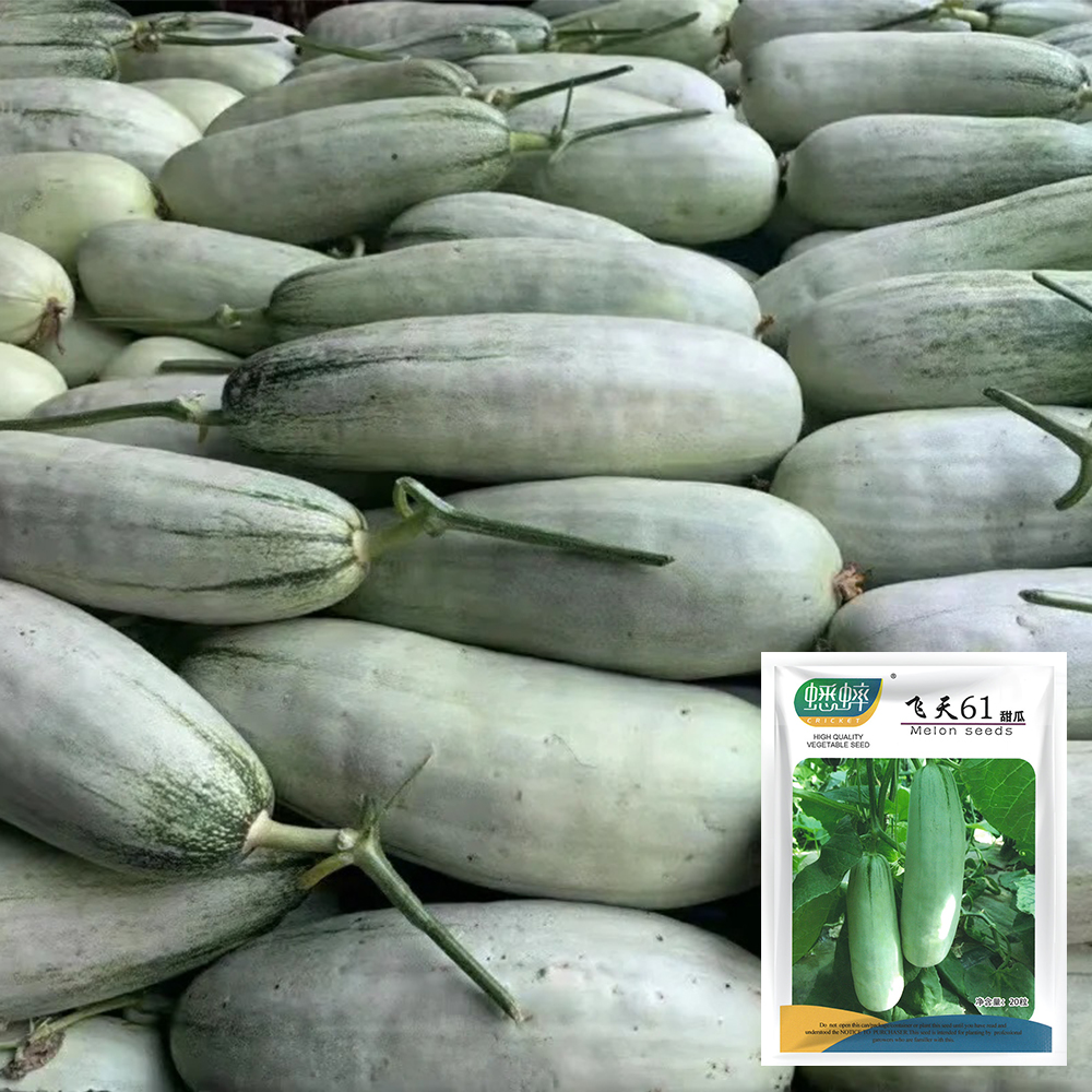 Flying 61 Yangjiao Melon Seeds - High Sugar Horn Honeydew for
