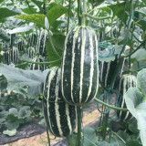 Feitian No.9 Hybrid Sweet Melon Seeds - High Brix, Crisp Juicy Texture, High Yield