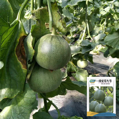 Emerald No.9 Melon Seeds - Early Maturing, High Brix, Dark Green Skin, Crisp Aromatic Flavor