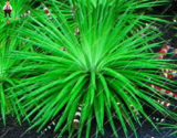 Exotic Aquarium Plant Seed Green Light Tree Semillas De Plantas Raras Fish Tank