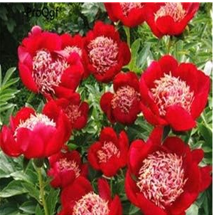 Paeonia lactiflora Peony Flower Bulb - (Color: 3)