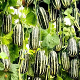 Feitian No.9 Hybrid Sweet Melon Seeds - High Brix, Crisp Juicy Texture, High Yield