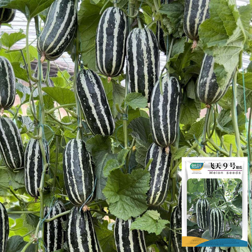 Feitian No.9 Hybrid Sweet Melon Seeds - High Brix, Crisp Juicy Texture, High Yield