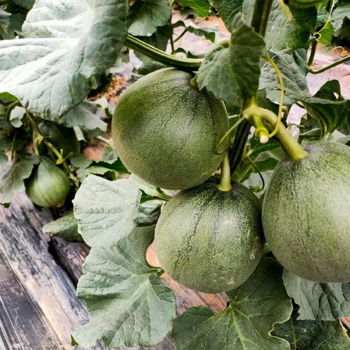 Emerald No.9 Melon Seeds - Early Maturing, High Brix, Dark Green Skin, Crisp Aromatic Flavor