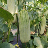 Yangjiao Melon Seeds - Flying 61 Horn Honeydew Variety, High Brix Sweetness for Greenhouse & Garden
