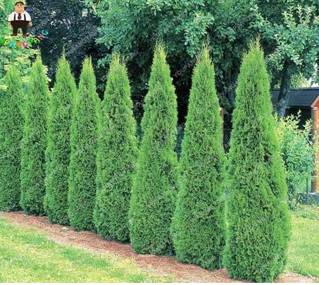 Cypress Trees Seed Perennial Courtyard Conifer Seeds
