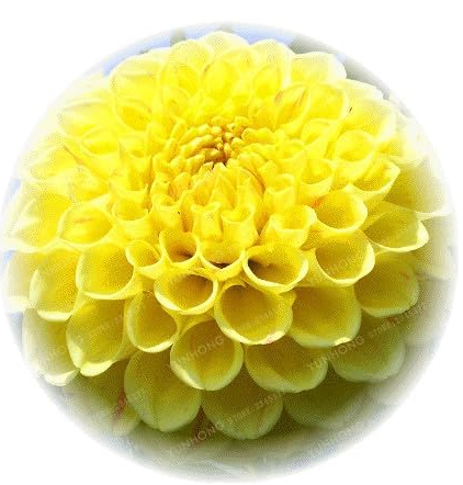 Multi-Colored Dahlia Bulb Beautiful Perennial Dahlia Flower (Color: 17)