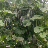 Feitian No.9 Hybrid Sweet Melon Seeds - High Brix, Crisp Juicy Texture, High Yield
