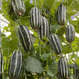 Feitian No.9 Hybrid Sweet Melon Seeds - High Brix, Crisp Juicy Texture, High Yield