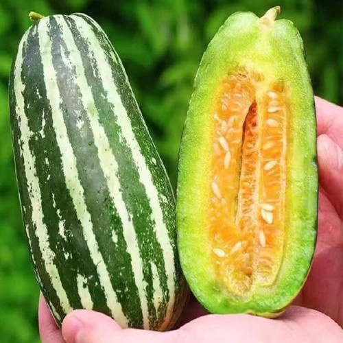 Feitian No.9 Hybrid Sweet Melon Seeds - High Brix, Crisp Juicy Texture, High Yield