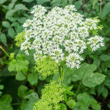 Hemsley's Hogweed Seeds - Perennial Medicinal & Culinary Herb for Shade Gardens, Cold-Tolerant