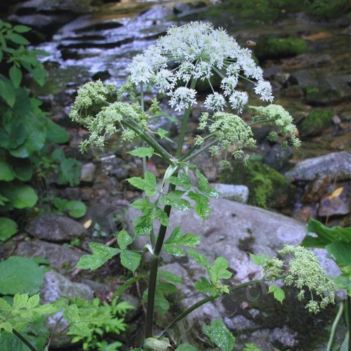 Hemsley's Hogweed Seeds - Perennial Medicinal & Culinary Herb for Shade Gardens, Cold-Tolerant