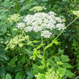 Hemsley's Hogweed Seeds - Perennial Medicinal & Culinary Herb for Shade Gardens, Cold-Tolerant