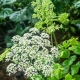 Hemsley's Hogweed Seeds - Perennial Medicinal & Culinary Herb for Shade Gardens, Cold-Tolerant