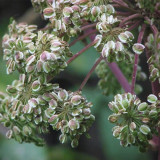 Hemsley's Hogweed Seeds - Perennial Medicinal & Culinary Herb for Shade Gardens, Cold-Tolerant