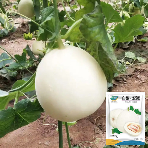 White Honey Jar Melon Hybrid Seeds - High Sugar, Sweet & Juicy, Crisp White Flesh, High Yield