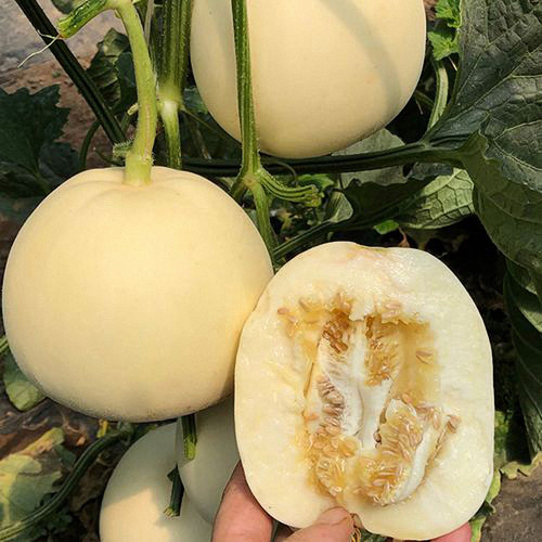 White Honey Jar Melon Hybrid Seeds - High Sugar, Sweet & Juicy, Crisp White Flesh, High Yield