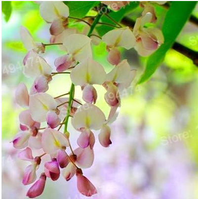 Rare Wisteria Flower Seeds (Color: White)