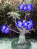 Blue Desert Rose Flower Seeds adenium obesum Bonsai Flower (Color: 2)