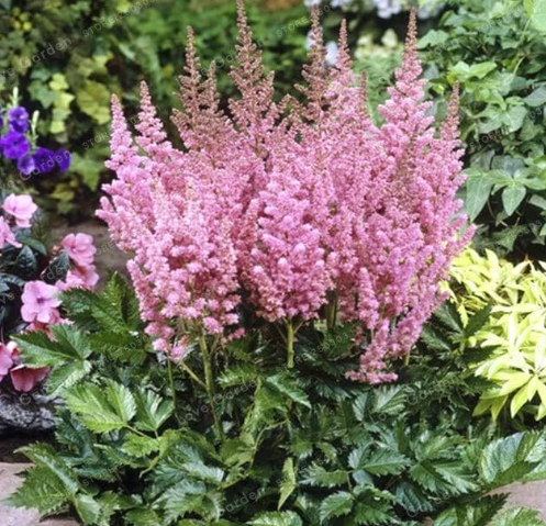 Astilbe Chinensis Flower Seeds Perennial Potted Plants for Home Garden - (Color: 1)