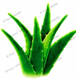 Aloe Vera Seeds for Home and Garden