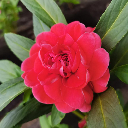 Red Garden Balsam Double Flower Seeds - Long Lasting Summer Beauty for Pots & Borders