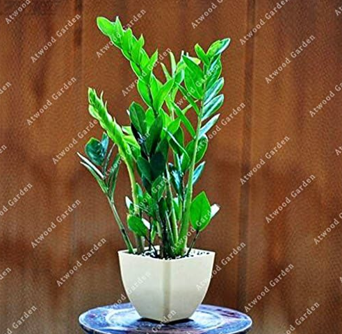 Chinese Mini Natural Money Tree Seed Lucky Landscape Wealth Gift Pachira Absorption Radiation Purifying Air