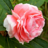 Pink Garden Balsam Double Flower Seeds - Double Camellia-like Flowers, Dense Bloom Series for Containers & Beds