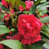 Red Garden Balsam Double Flower Seeds - Long Lasting Summer Beauty for Pots & Borders