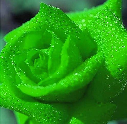 Rose Flowers Seeds Plants for Home Garden (Color: Green)