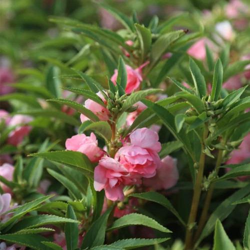 Pink Garden Balsam Double Flower Seeds - Double Camellia-like Flowers, Dense Bloom Series for Containers & Beds