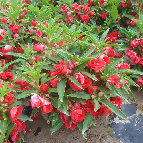 Red Garden Balsam Double Flower Seeds - Long Lasting Summer Beauty for Pots & Borders