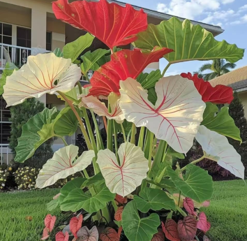 Blumensamen, Robust Und Leicht Zu Pflanzen, Geeignet Zur Dekoration Von Innenhöfen Und Gärten