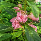 Pink Garden Balsam Double Flower Seeds - Double Camellia-like Flowers, Dense Bloom Series for Containers & Beds