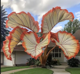 Colorful Leaf Seeds, the leaves are very beautiful (B)