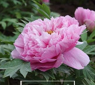 Peony Flower Seeds Special China Peony Home Garden - (Color: 22)