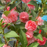 Pink Garden Balsam Double Flower Seeds - Double Camellia-like Flowers, Dense Bloom Series for Containers & Beds