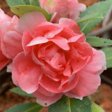 Pink Garden Balsam Double Flower Seeds - Double Camellia-like Flowers, Dense Bloom Series for Containers & Beds