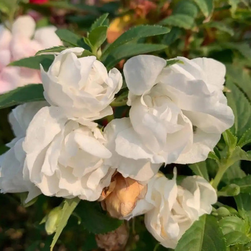 White Garden Balsam Double Flower Seeds - Camellia Like Annual Plant for Warm Climates