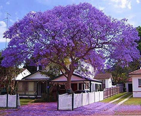 Jacaranda Potted Tree Seeds Jacaranda Mimosifolia Tree Shrub - (Color: 4)